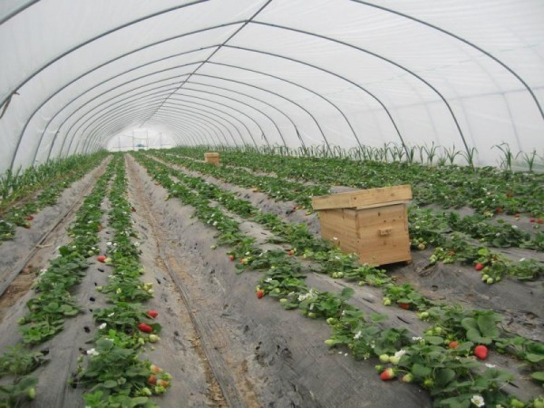 种植单体棚的功能介绍